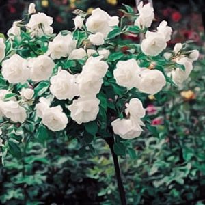 iceberg roses